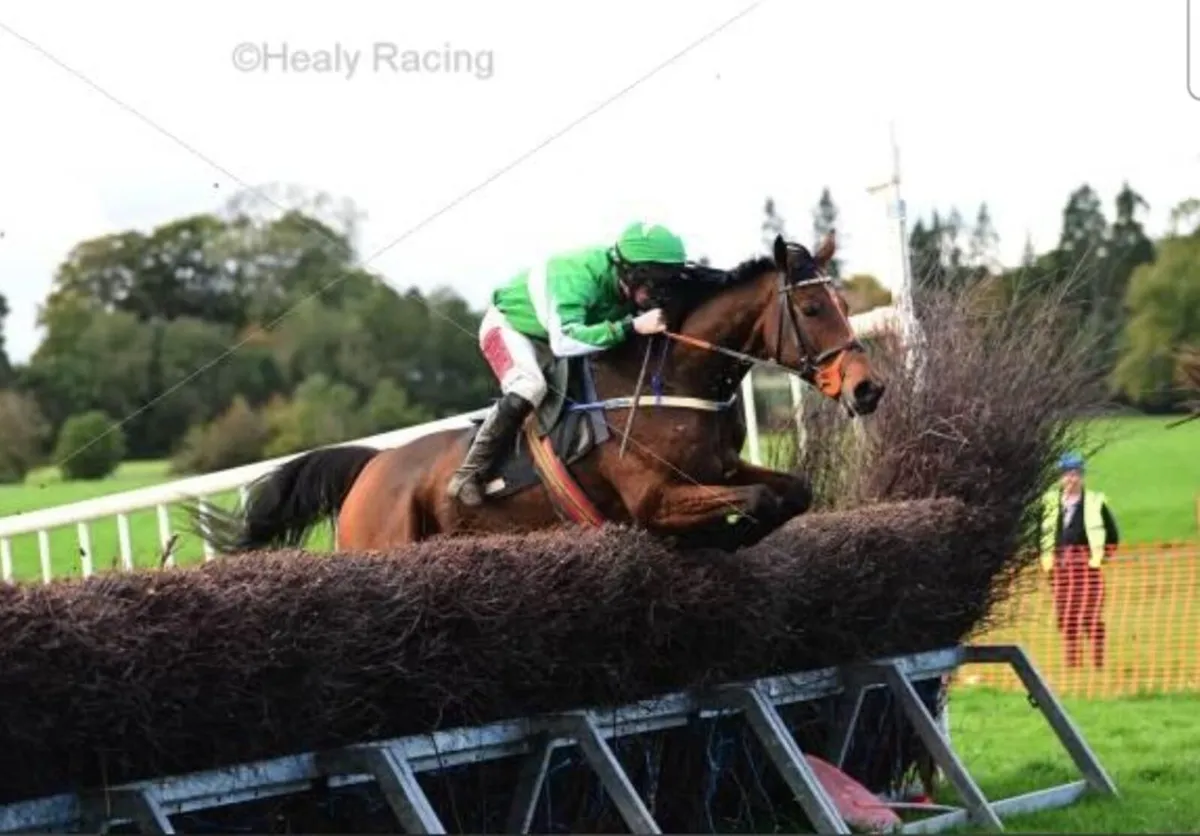 9yr TB Mare - Image 2