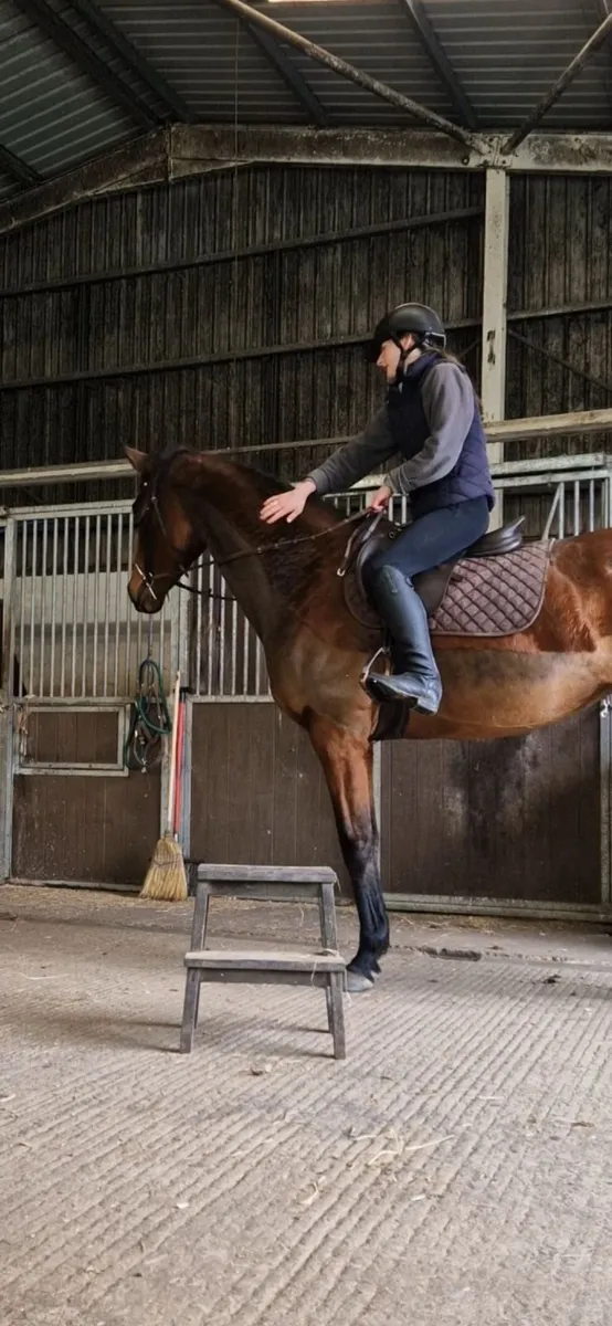 9yr TB Mare - Image 3