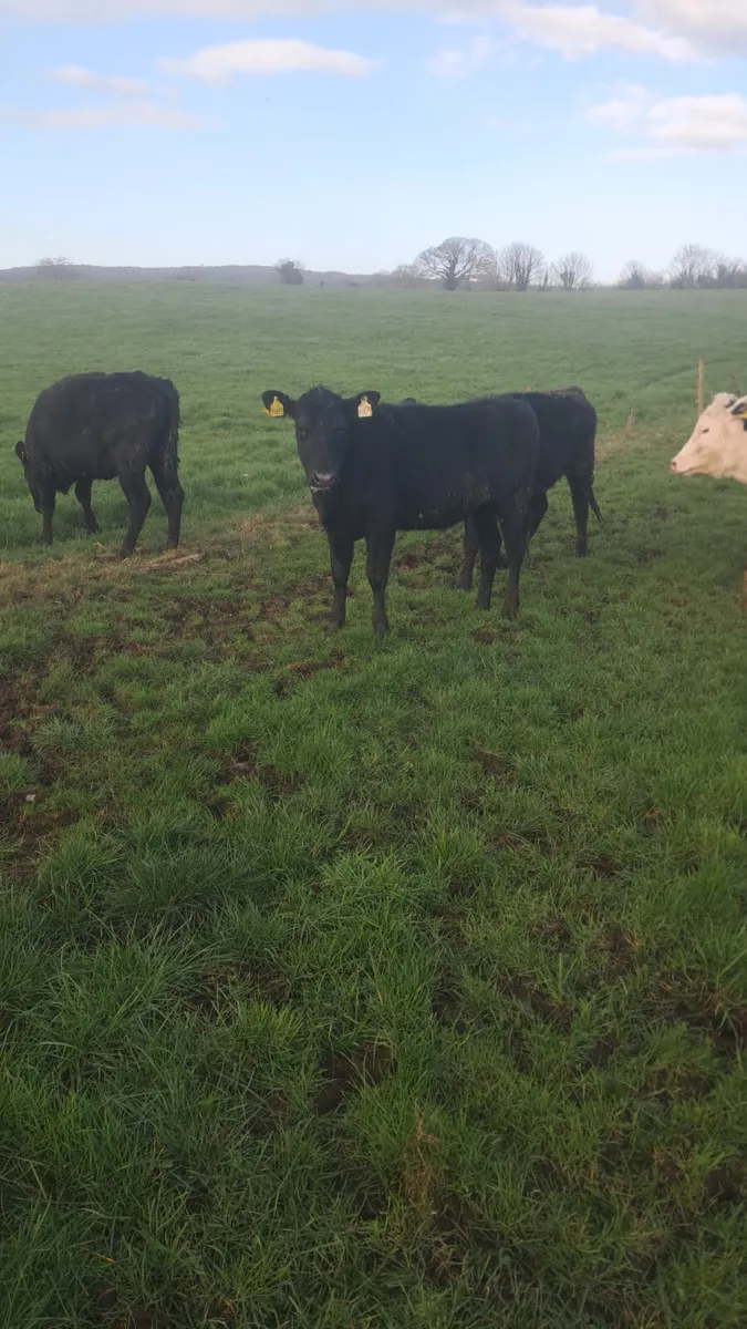 Yearling heifers - Image 2