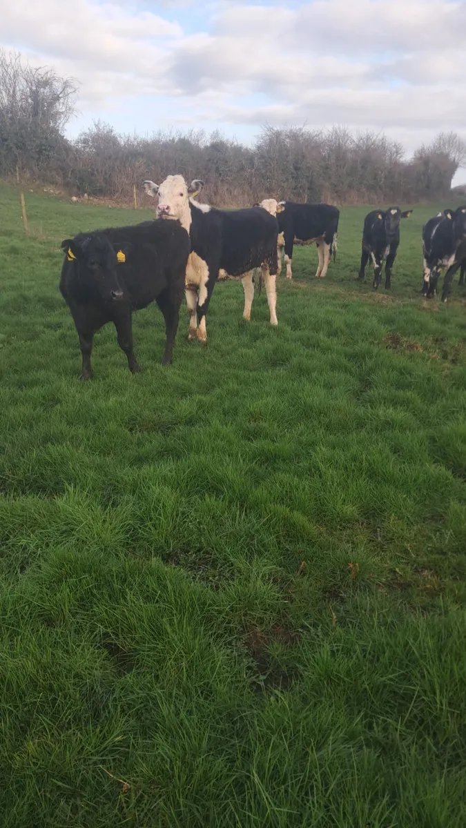 Yearling heifers - Image 4