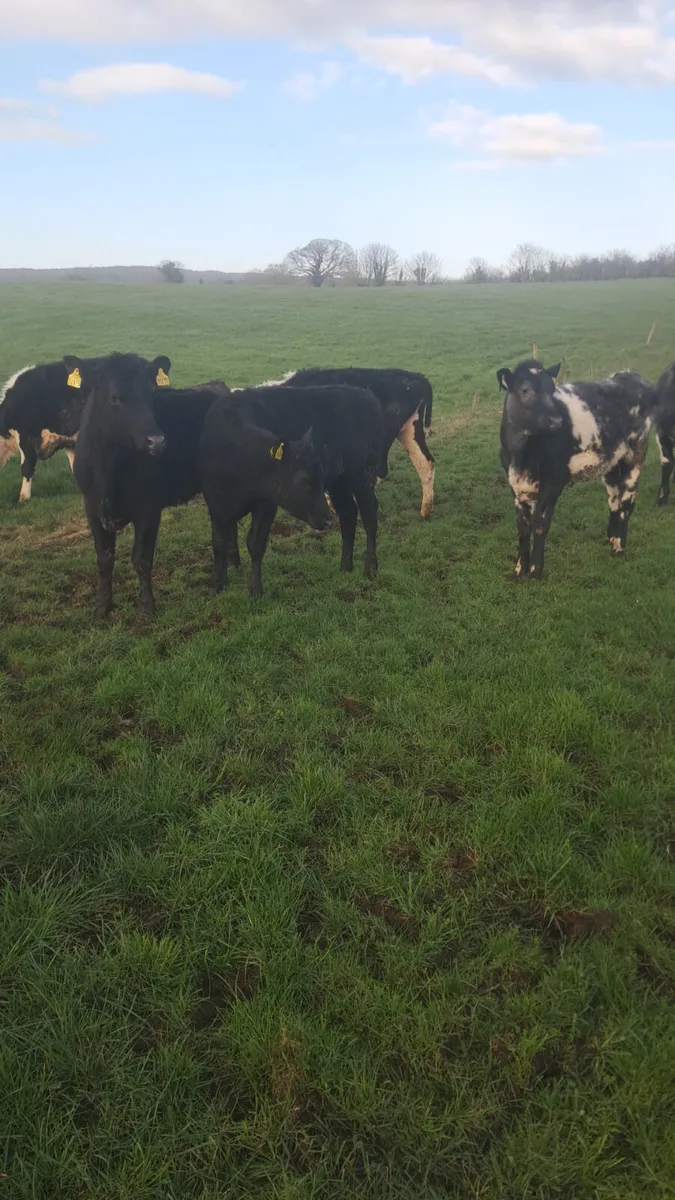 Yearling heifers - Image 1