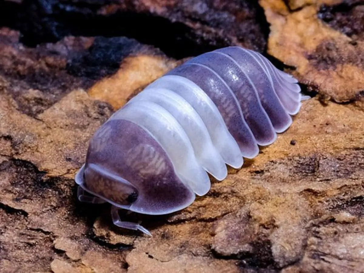Isopods small family.  Very cool pets essy to keep