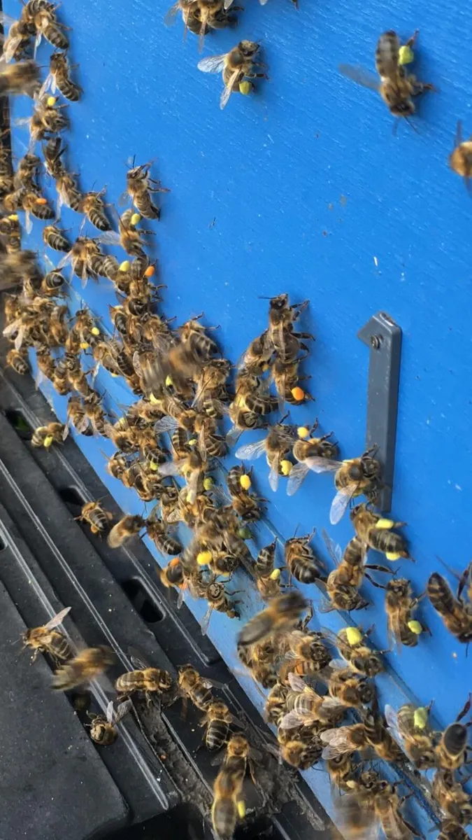 Irish black bees for sale - Image 1