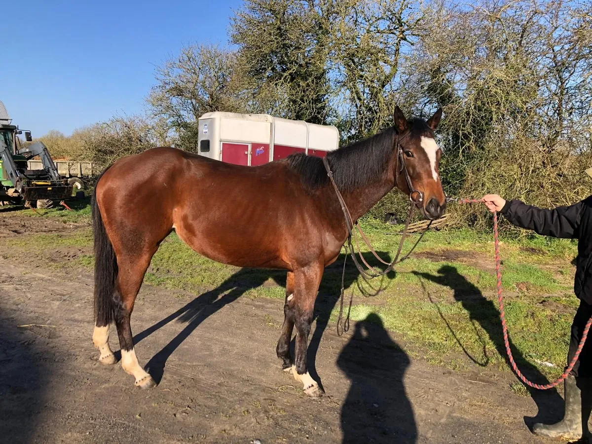 3 Year Old   Alkumait  Filly