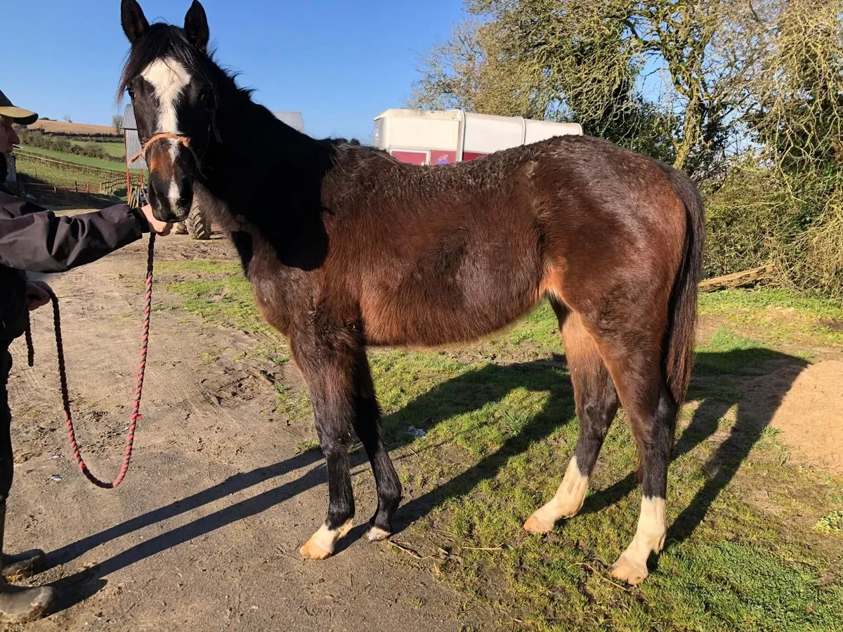 2 Year Old Alkumait Filly