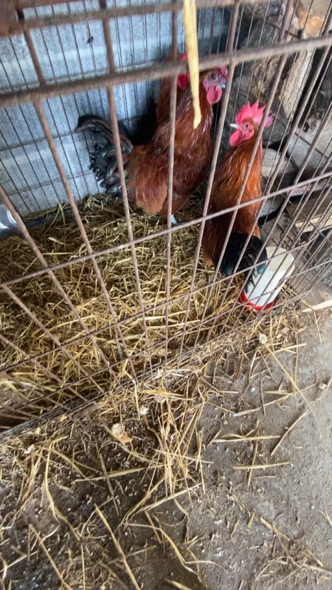 Chickens - Image 1