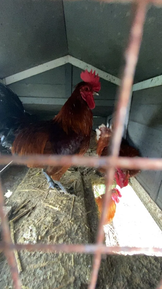 Chickens - Image 3
