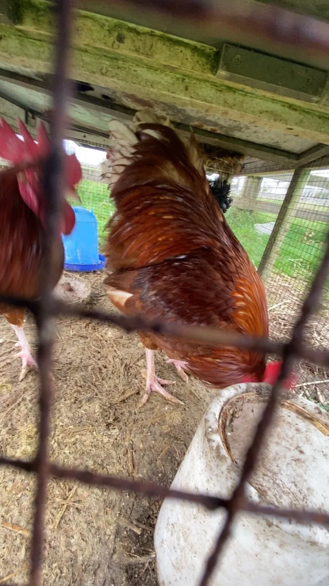 Chickens - Image 4