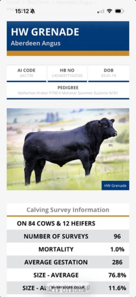 Calves Aberdeen Angus Heifers &  Bulls - Image 1