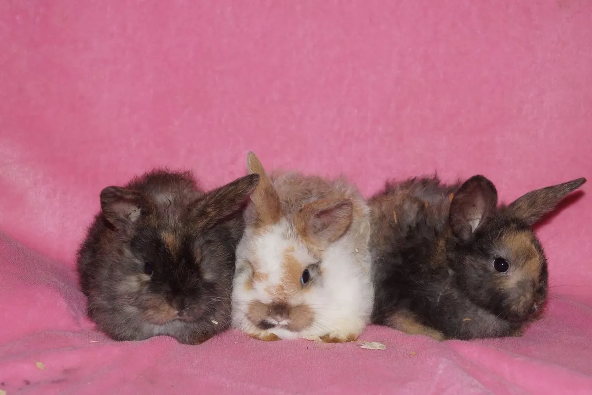 Baby bunnies - Image 1