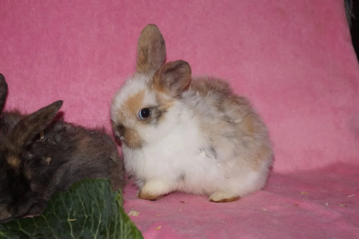 Baby bunnies - Image 2