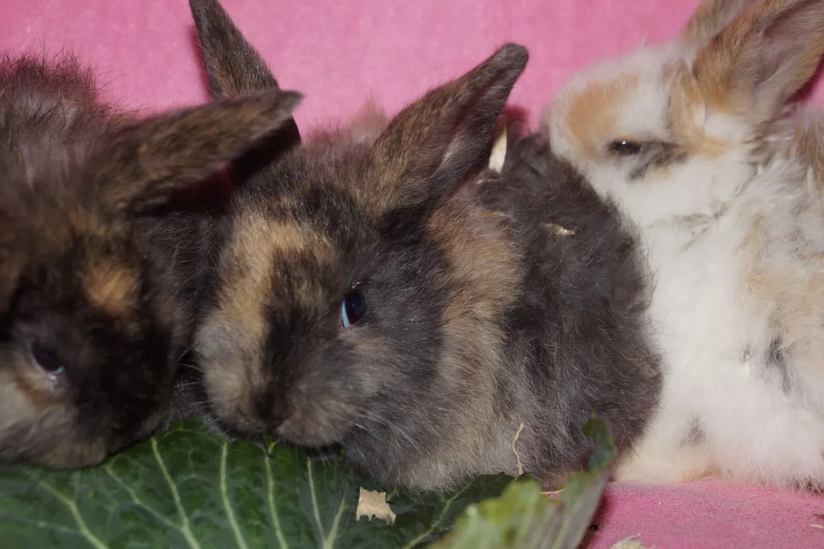 Baby bunnies - Image 3