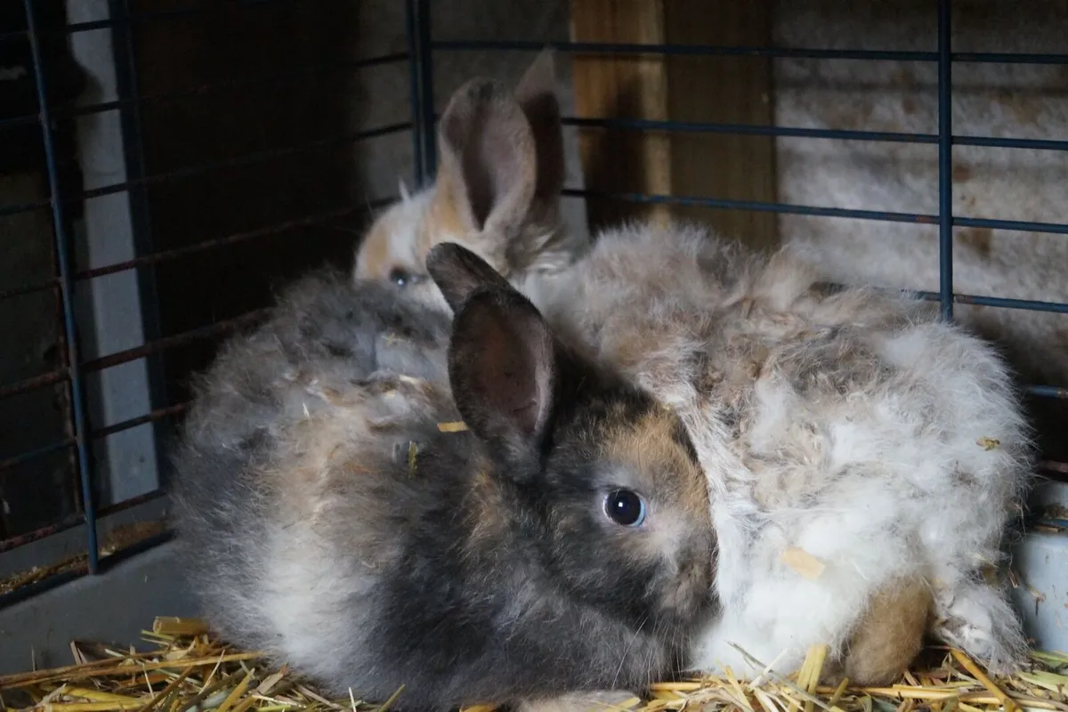 Baby bunnies - Image 4