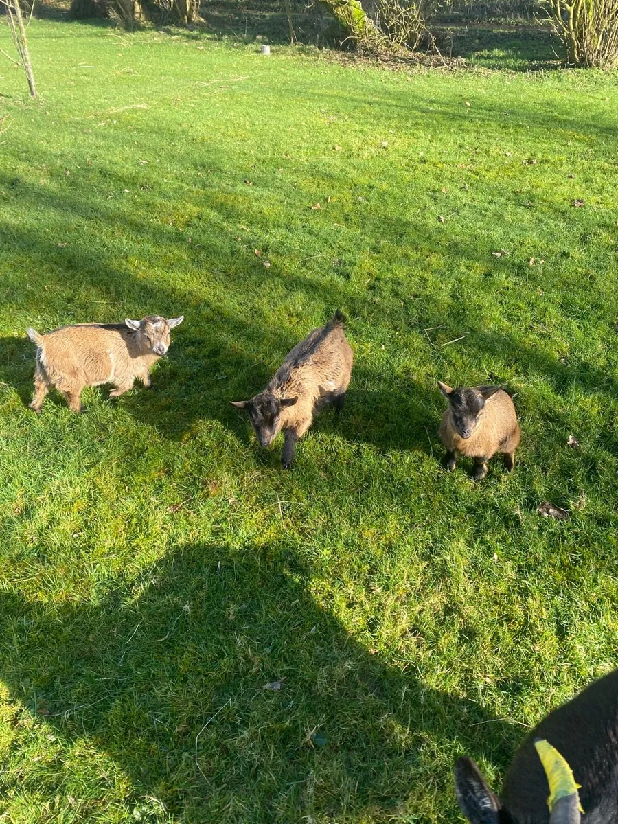 Female Pygmy Goat kids - Image 1