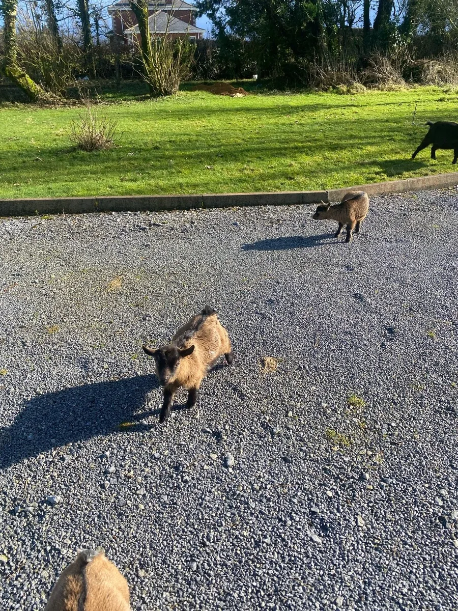 Female Pygmy Goat kids - Image 2