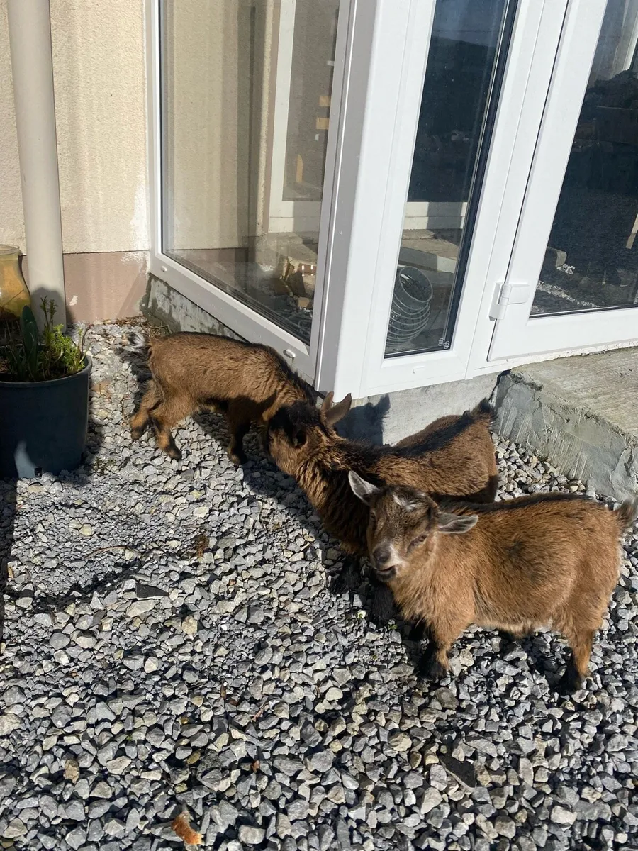 Female Pygmy Goat kids - Image 3