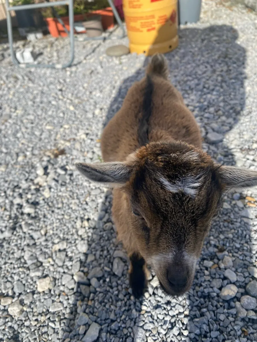 Female Pygmy Goat kids - Image 4
