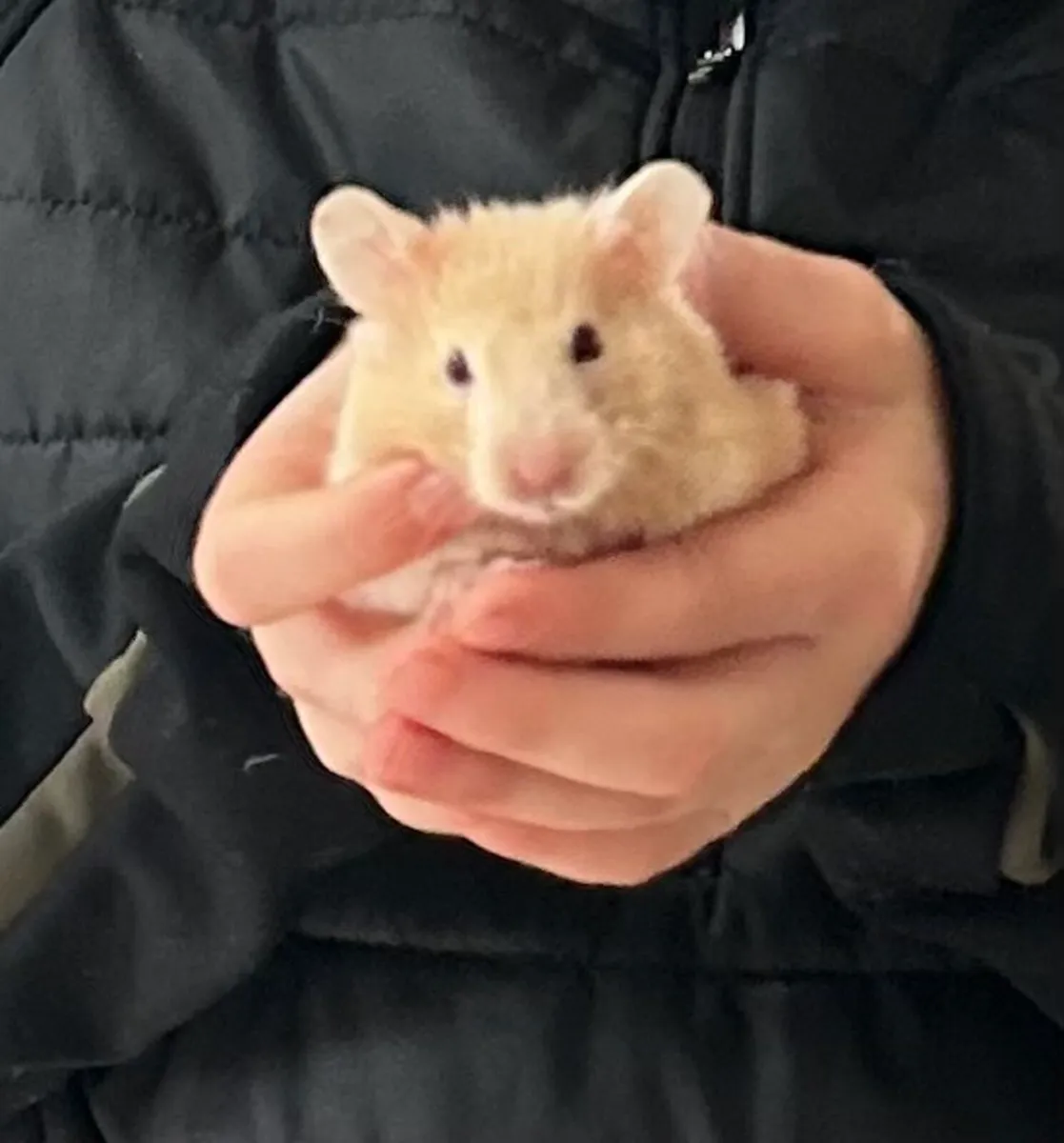 Hamster - Image 1