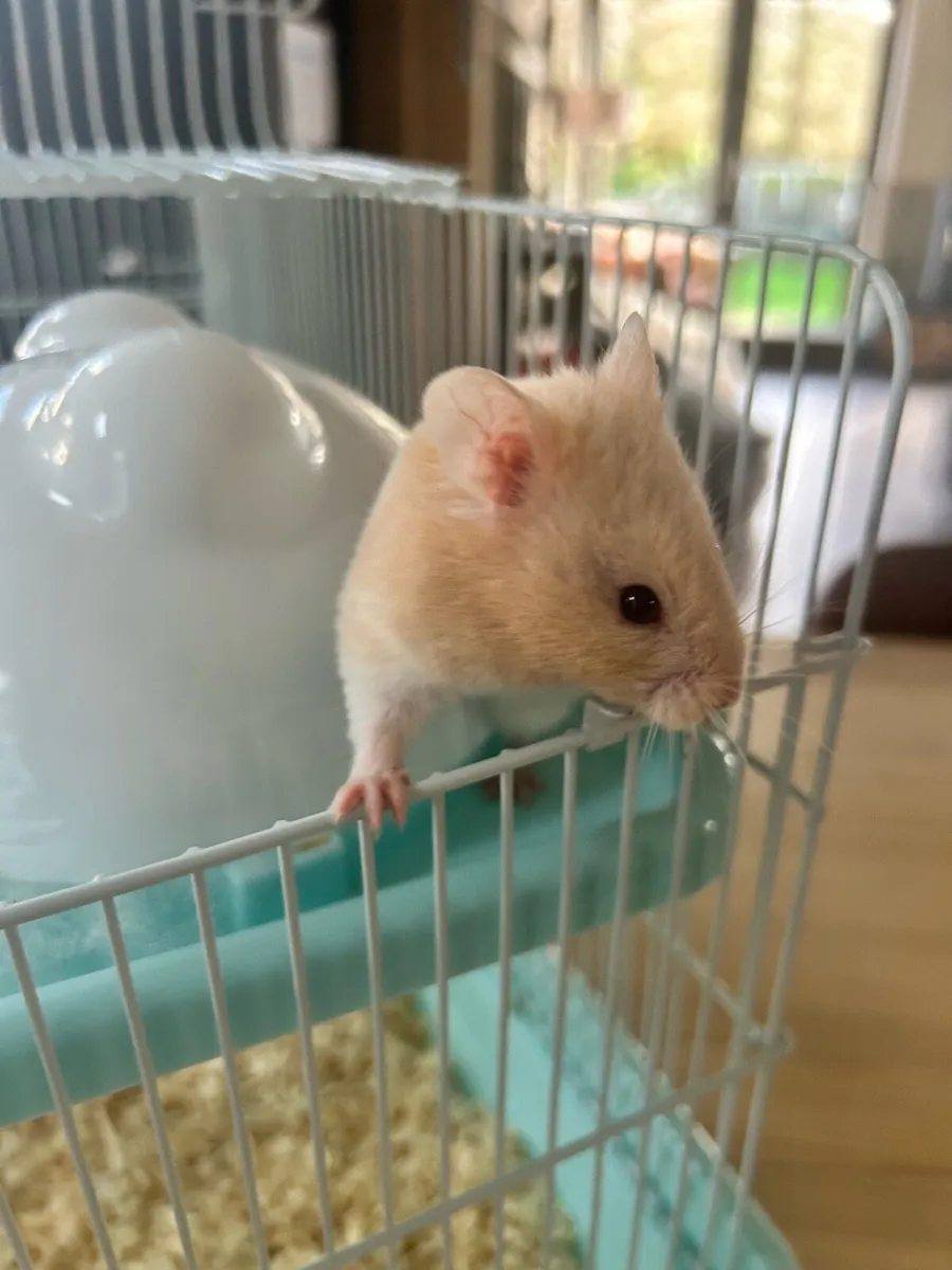 Hamster - Image 3