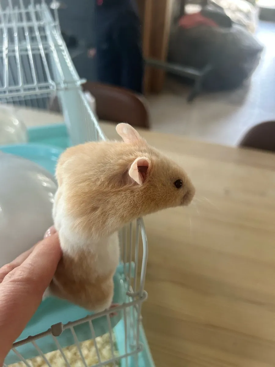 Hamster - Image 4