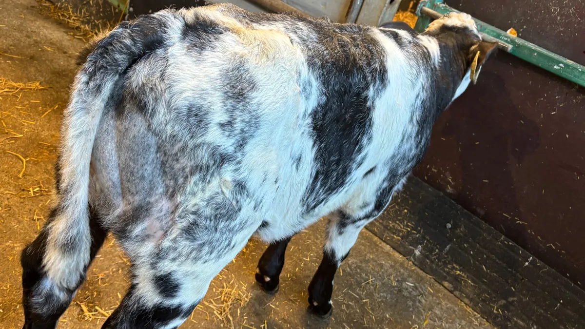 Belgian Blue X Simmental Heifer Calf - Image 2