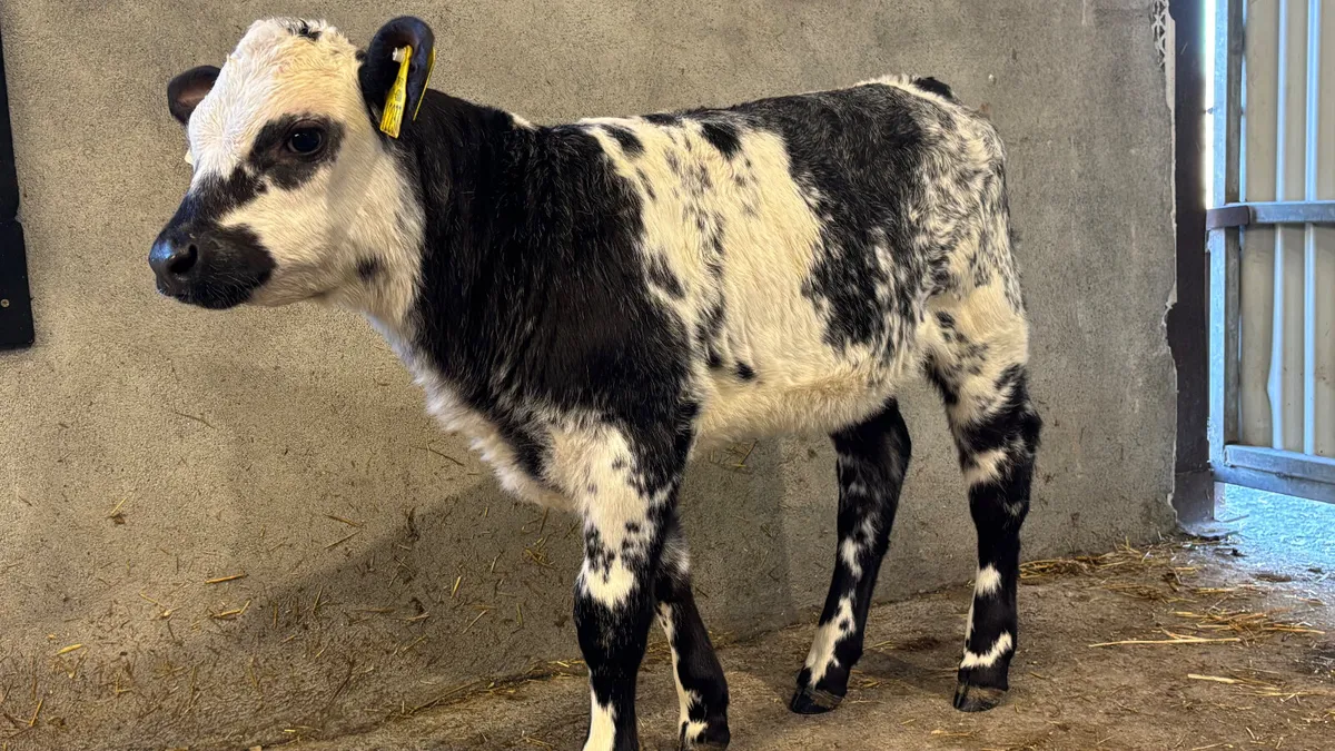 Belgian Blue X Simmental Heifer Calf - Image 1