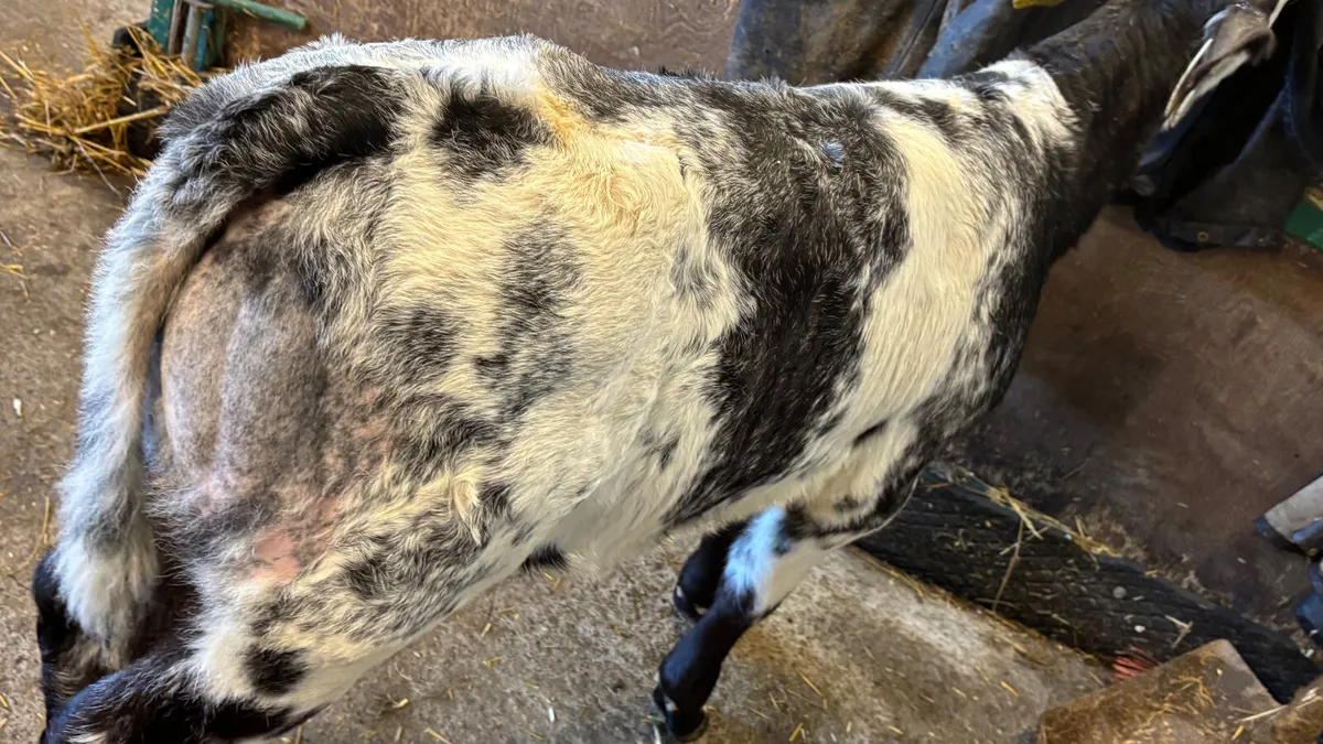 Belgian Blue X Simmental Heifer Calf - Image 3