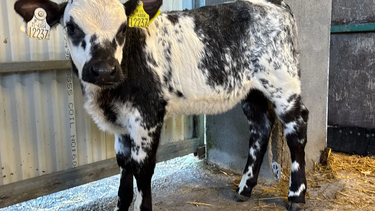 Belgian Blue X Simmental Heifer Calf - Image 4