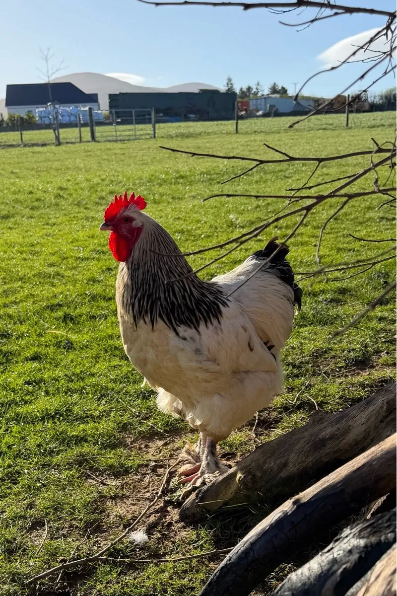 Light Sussex X Brahma cockerel / Rooster - Image 1
