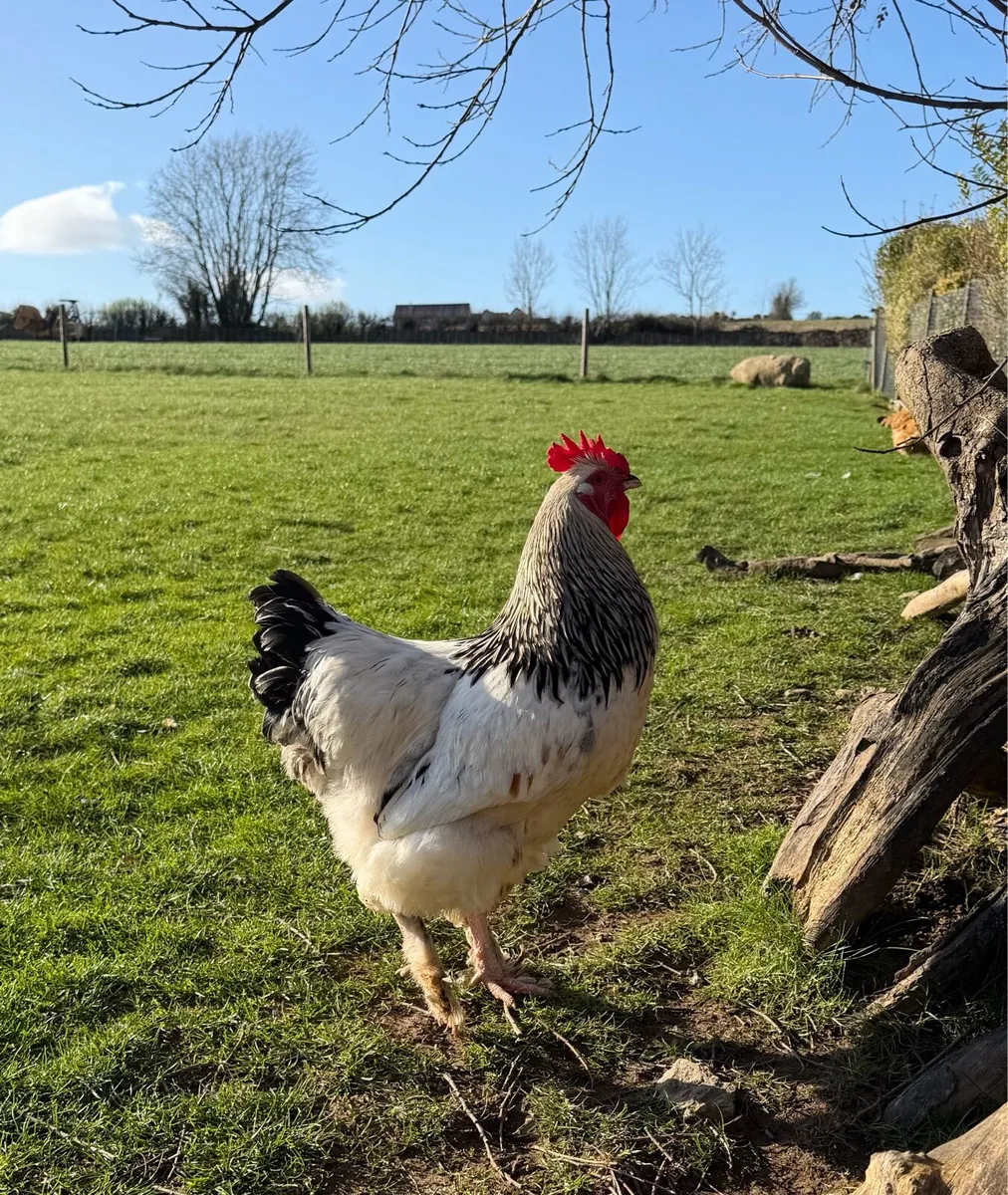 Light Sussex X Brahma cockerel / Rooster - Image 2