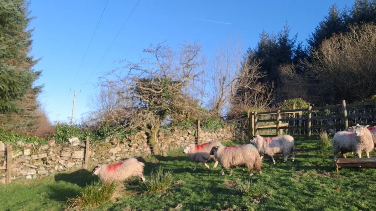6 speckle faced ewe lambs - Image 4