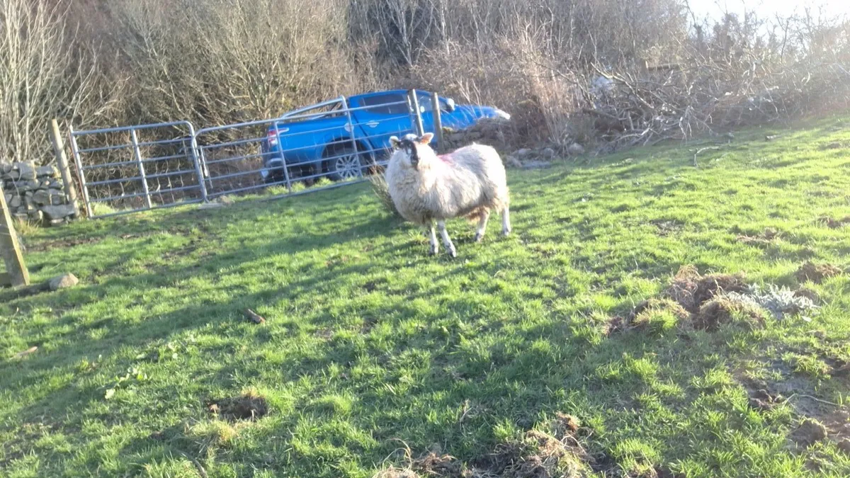 6 speckle faced ewe lambs - Image 2