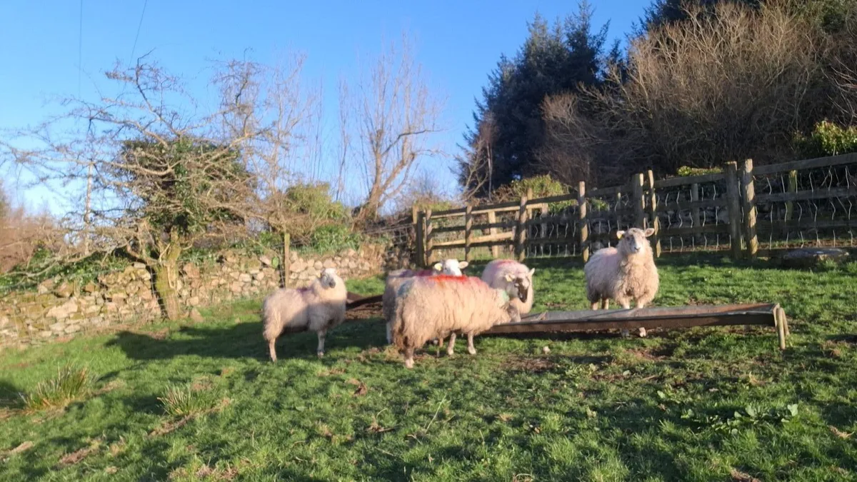 6 speckle faced ewe lambs - Image 1