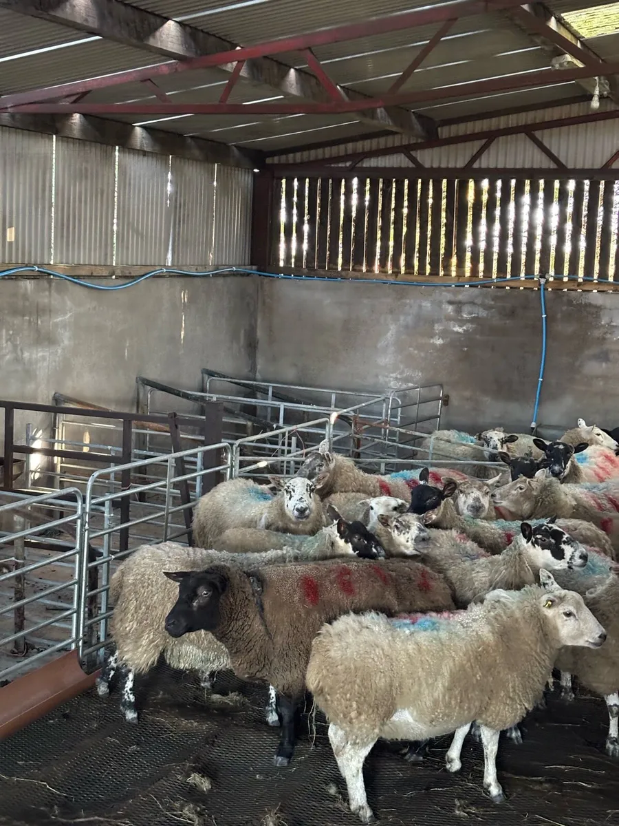 Outstanding ewes carrying triplets/quadrulets - Image 1