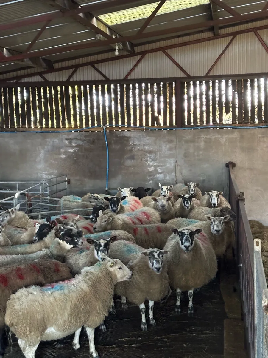 Outstanding ewes carrying triplets/quadrulets - Image 2