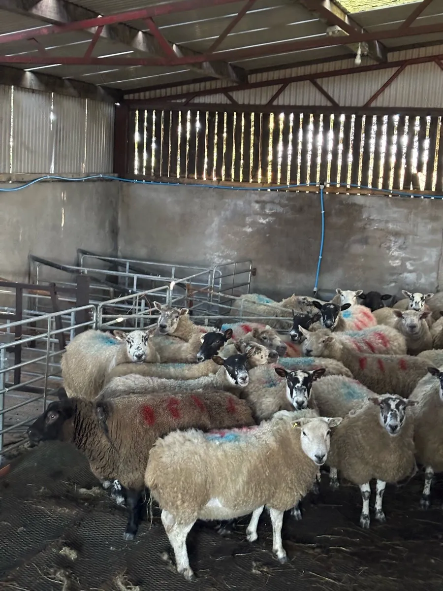 Outstanding ewes carrying triplets/quadrulets - Image 3