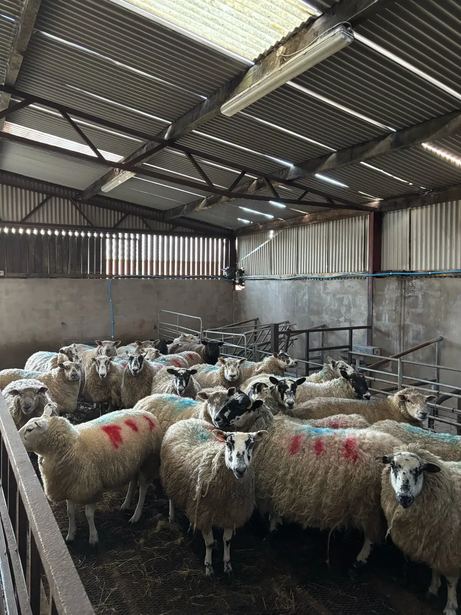 Outstanding ewes carrying triplets/quadrulets - Image 4