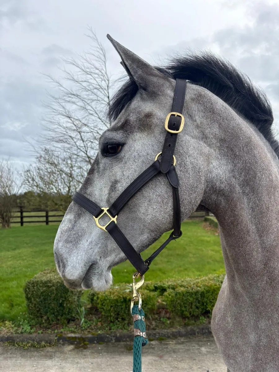 4yo 15.3hh Mare - Image 3