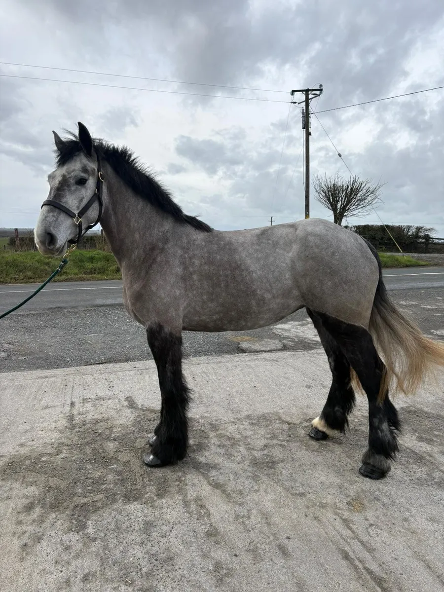4yo 15.3hh Mare - Image 4