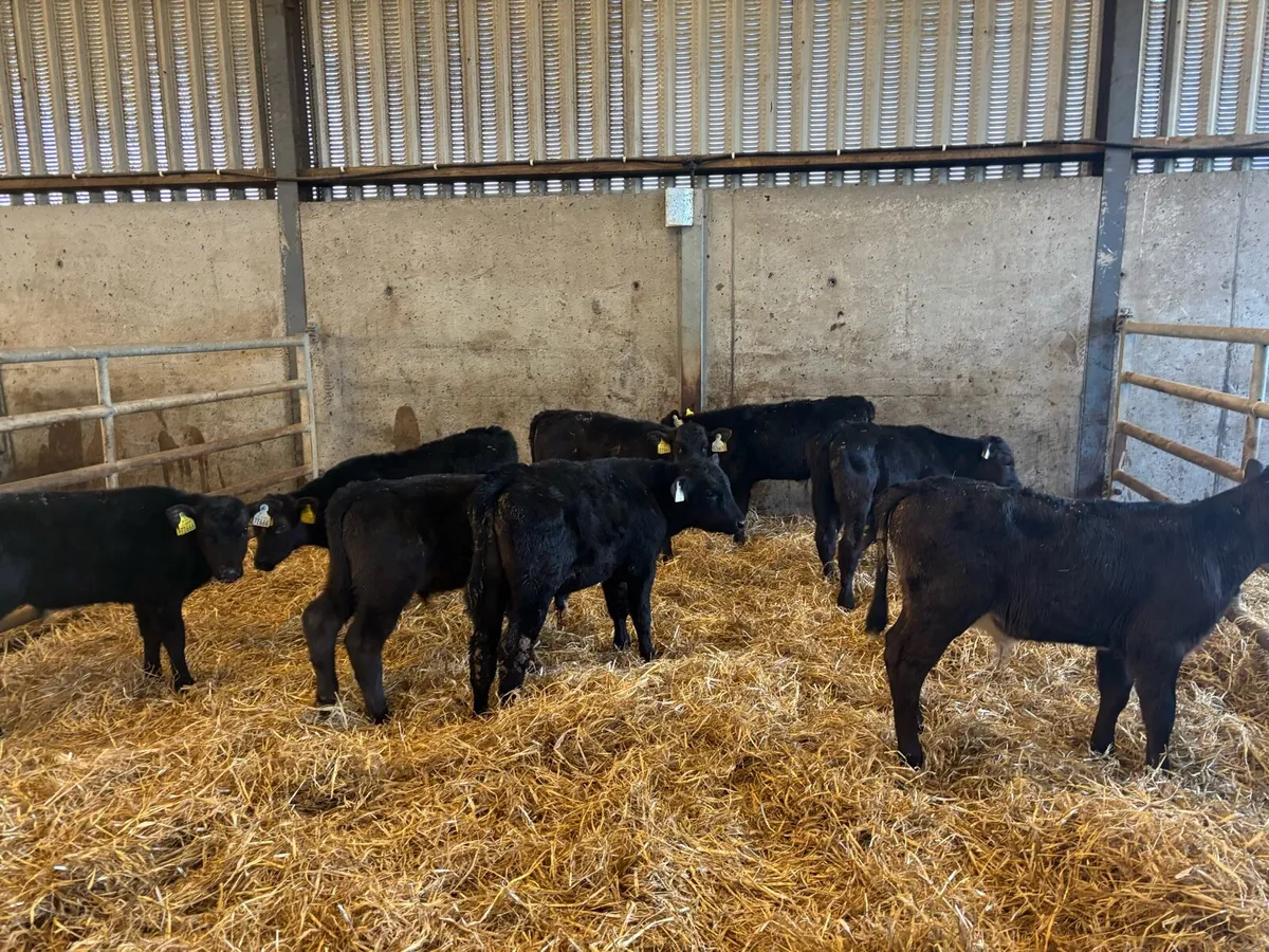 10 super reared Angus bulls - Image 1