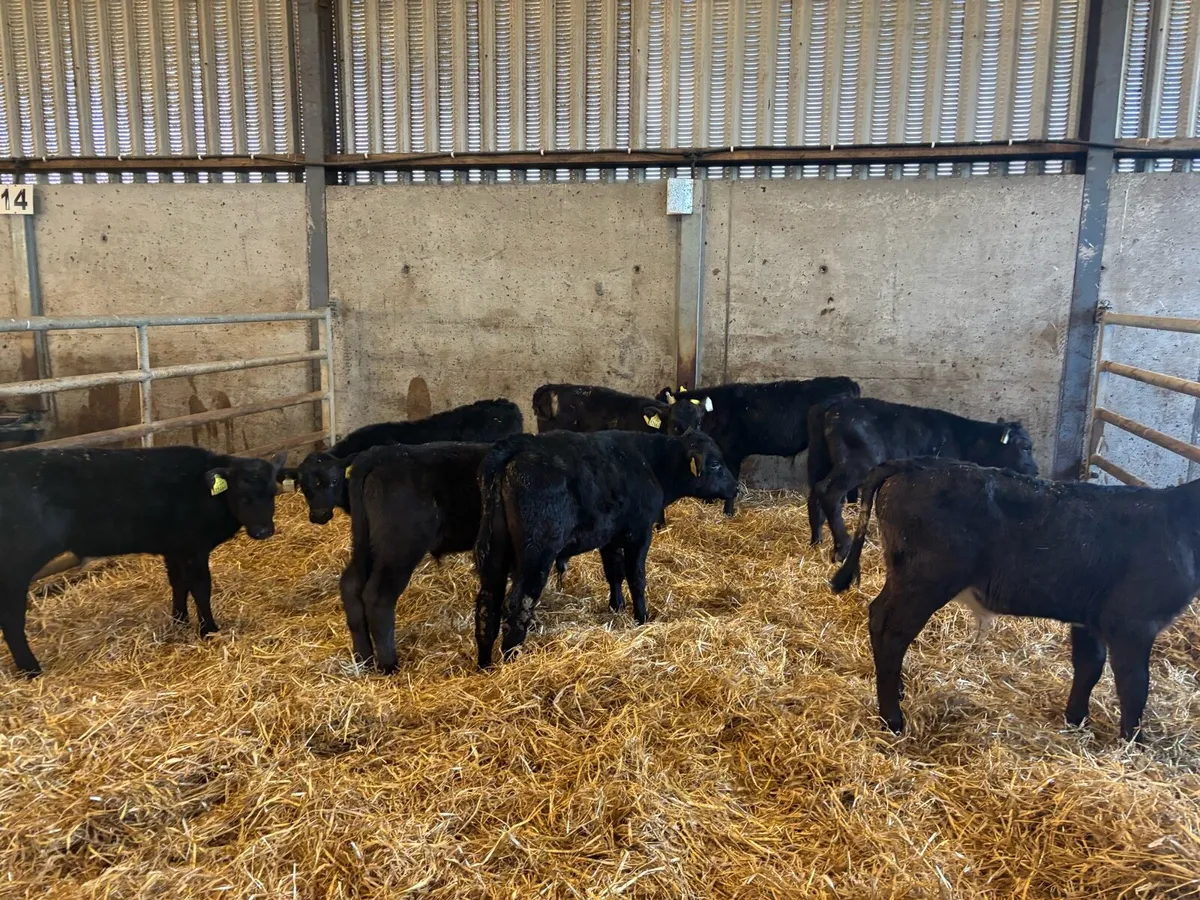 10 super reared Angus bulls - Image 2