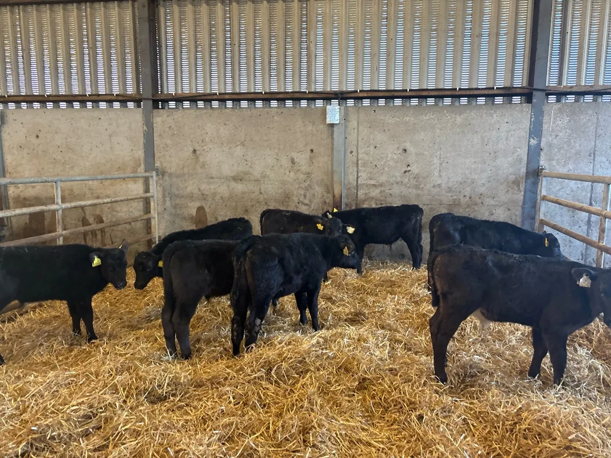 10 super reared Angus bulls - Image 3