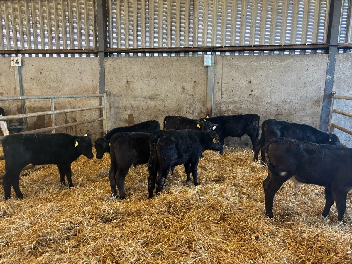 10 super reared Angus bulls - Image 4