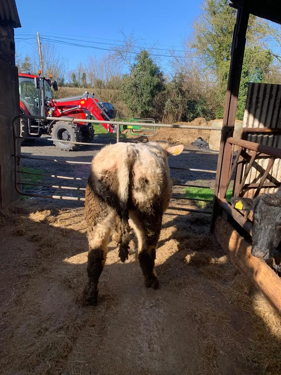 Pure Bred Registered Polled Charolais Bull - Image 1