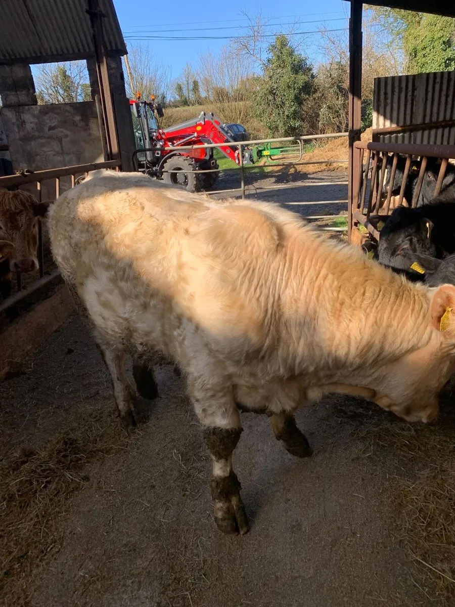 Pure Bred Registered Polled Charolais Bull - Image 3