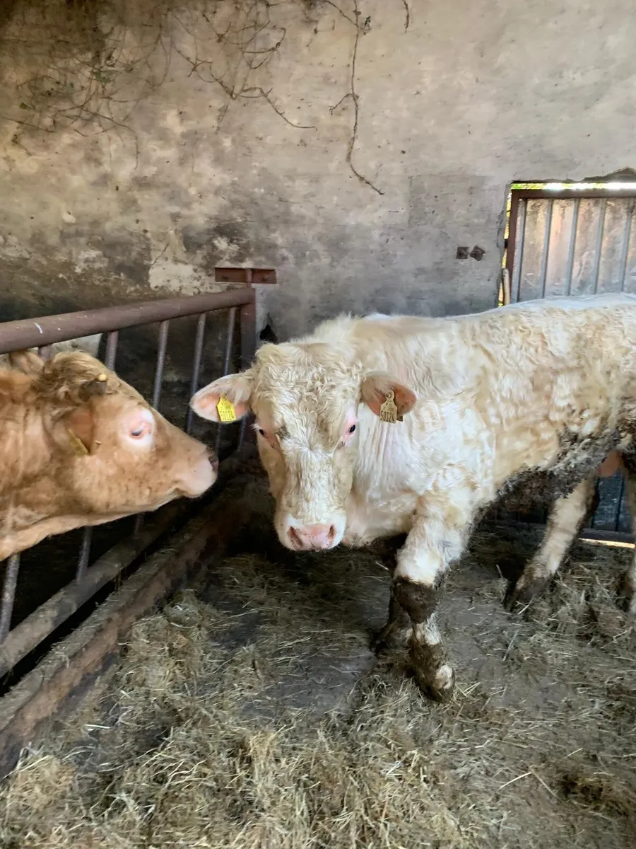 Pure Bred Registered Polled Charolais Bull - Image 2