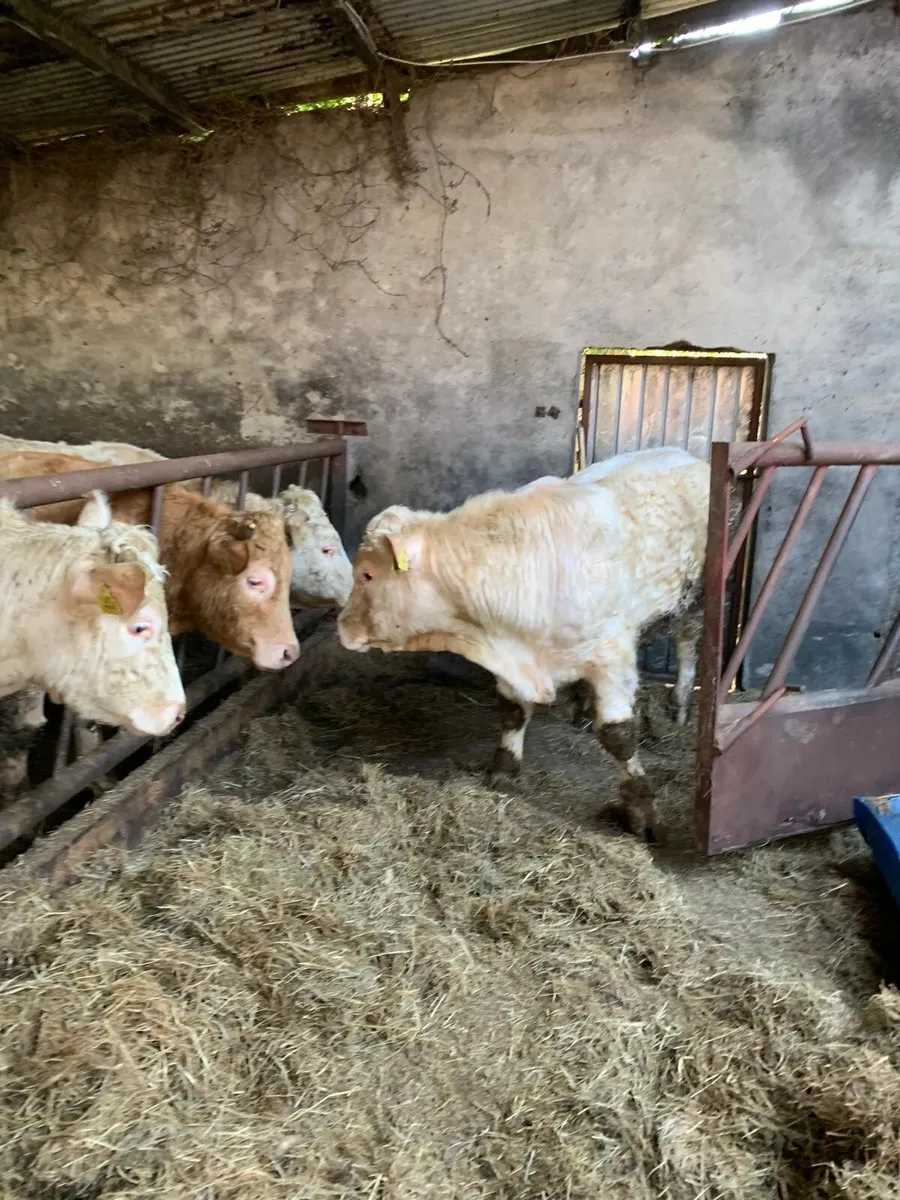 Pure Bred Registered Polled Charolais Bull - Image 4