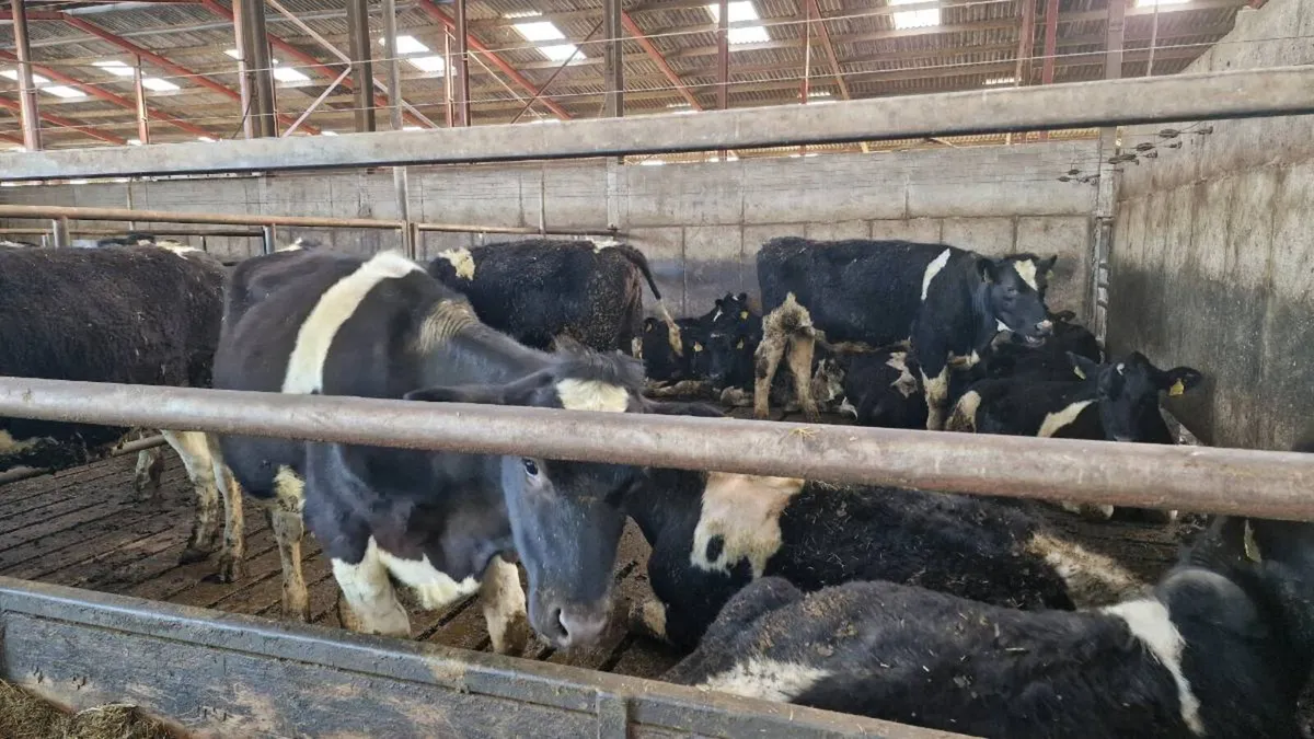 Friesian Maiden Heifers - Image 2