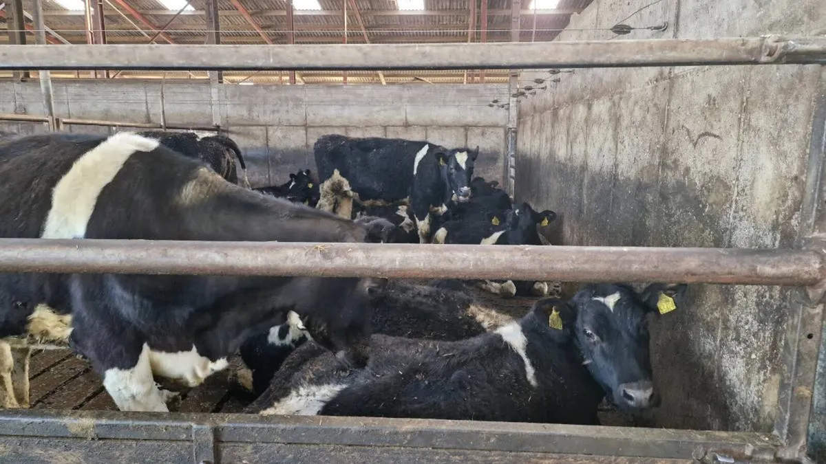 Friesian Maiden Heifers - Image 3