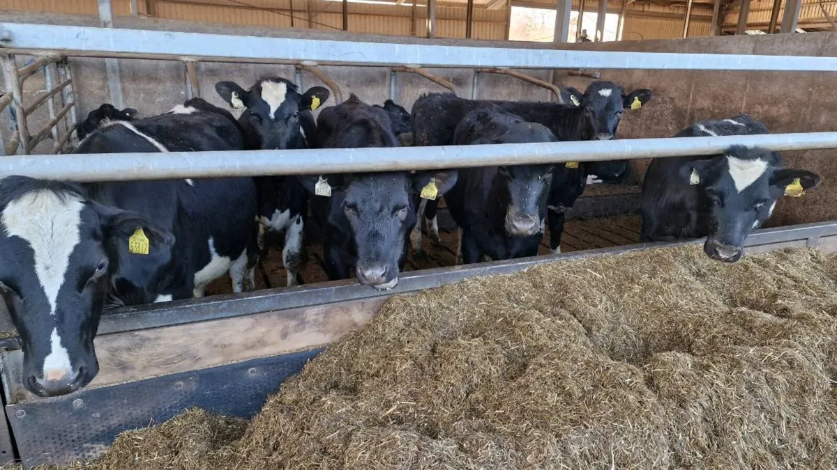 Friesian Maiden Heifers - Image 4